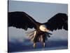 American Bald Eagle in Flight-Lynn M^ Stone-Stretched Canvas