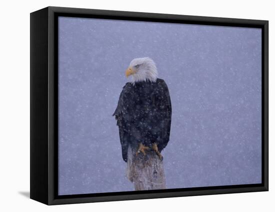 American Bald Eagle in Snow, Alaska-Lynn M. Stone-Framed Stretched Canvas