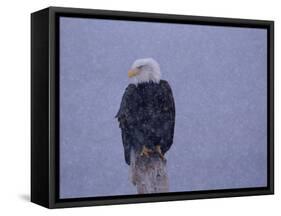 American Bald Eagle in Snow, Alaska-Lynn M. Stone-Framed Stretched Canvas