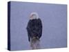 American Bald Eagle in Snow, Alaska-Lynn M. Stone-Stretched Canvas