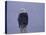 American Bald Eagle in Snow, Alaska-Lynn M. Stone-Stretched Canvas