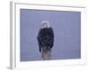 American Bald Eagle in Snow, Alaska-Lynn M. Stone-Framed Photographic Print