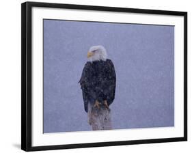 American Bald Eagle in Snow, Alaska-Lynn M. Stone-Framed Photographic Print