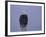 American Bald Eagle in Snow, Alaska-Lynn M. Stone-Framed Photographic Print