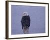 American Bald Eagle in Snow, Alaska-Lynn M. Stone-Framed Photographic Print