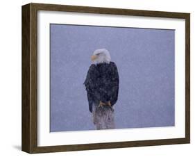 American Bald Eagle in Snow, Alaska-Lynn M. Stone-Framed Photographic Print