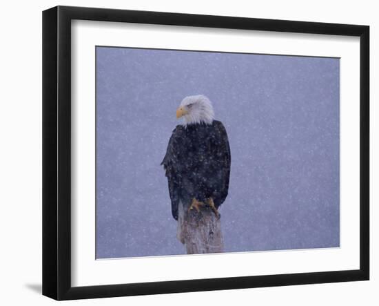 American Bald Eagle in Snow, Alaska-Lynn M. Stone-Framed Photographic Print