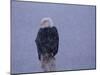 American Bald Eagle in Snow, Alaska-Lynn M. Stone-Mounted Photographic Print