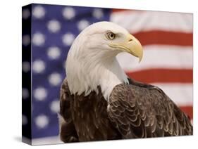 American Bald Eagle Portrait Against USA Flag-Lynn M^ Stone-Stretched Canvas