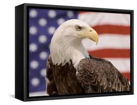 American Bald Eagle Portrait Against USA Flag-Lynn M^ Stone-Framed Stretched Canvas