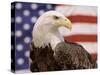 American Bald Eagle Portrait Against USA Flag-Lynn M^ Stone-Stretched Canvas
