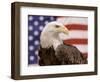 American Bald Eagle Portrait Against USA Flag-Lynn M^ Stone-Framed Premium Photographic Print