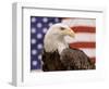 American Bald Eagle Portrait Against USA Flag-Lynn M^ Stone-Framed Premium Photographic Print