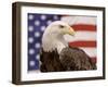 American Bald Eagle Portrait Against USA Flag-Lynn M^ Stone-Framed Premium Photographic Print