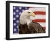 American Bald Eagle Portrait Against USA Flag-Lynn M^ Stone-Framed Premium Photographic Print