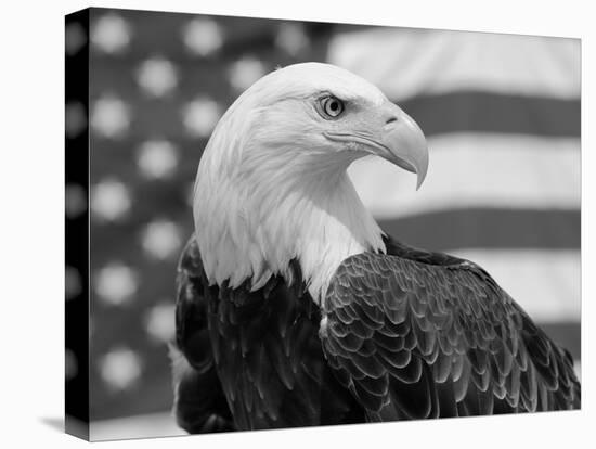 American Bald Eagle Portrait Against USA Flag-Lynn M. Stone-Stretched Canvas