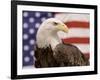American Bald Eagle Portrait Against USA Flag-Lynn M^ Stone-Framed Photographic Print