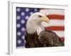 American Bald Eagle Portrait Against USA Flag-Lynn M^ Stone-Framed Photographic Print