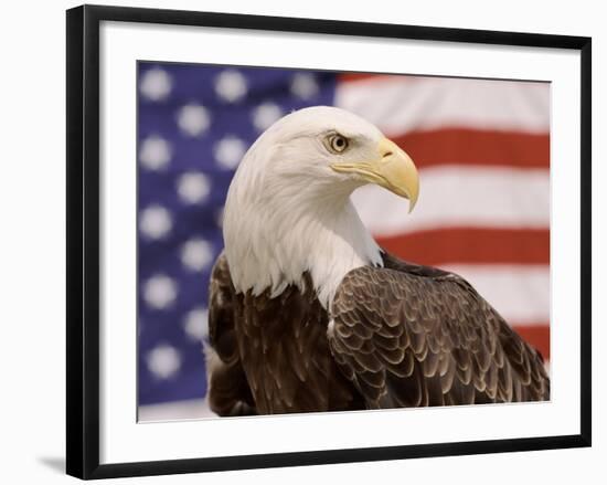 American Bald Eagle Portrait Against USA Flag-Lynn M^ Stone-Framed Photographic Print