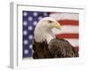 American Bald Eagle Portrait Against USA Flag-Lynn M^ Stone-Framed Photographic Print