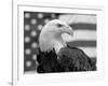 American Bald Eagle Portrait Against USA Flag-Lynn M. Stone-Framed Photographic Print