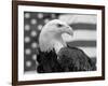 American Bald Eagle Portrait Against USA Flag-Lynn M. Stone-Framed Photographic Print