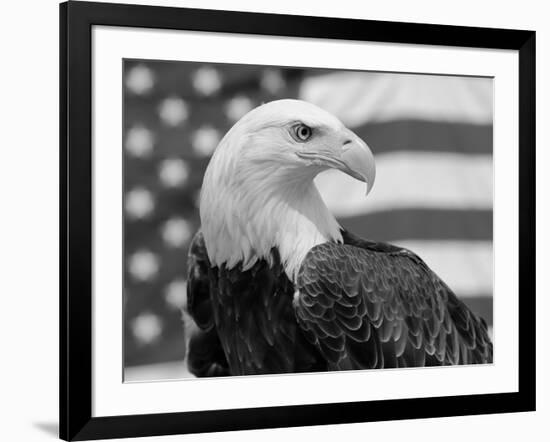 American Bald Eagle Portrait Against USA Flag-Lynn M. Stone-Framed Photographic Print