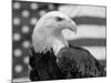American Bald Eagle Portrait Against USA Flag-Lynn M. Stone-Mounted Photographic Print