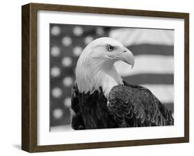 American Bald Eagle Portrait Against USA Flag-Lynn M. Stone-Framed Photographic Print