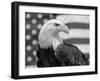 American Bald Eagle Portrait Against USA Flag-Lynn M. Stone-Framed Photographic Print