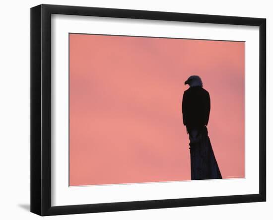 American Bald Eagle Silhouette at Sunrise, Alaska-Rolf Nussbaumer-Framed Photographic Print