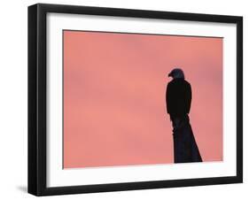 American Bald Eagle Silhouette at Sunrise, Alaska-Rolf Nussbaumer-Framed Photographic Print