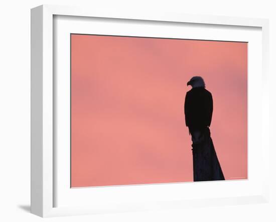 American Bald Eagle Silhouette at Sunrise, Alaska-Rolf Nussbaumer-Framed Photographic Print