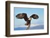 American Bald Eagle with Wings Spread and Perched on Branch against Background of Alaskan Kenai Reg-FloridaStock-Framed Photographic Print