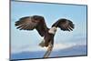 American Bald Eagle with Wings Spread and Perched on Branch against Background of Alaskan Kenai Reg-FloridaStock-Mounted Photographic Print