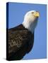 American Bald Eagle-Paul Souders-Stretched Canvas