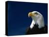 American Bald Eagle-Joseph Sohm-Stretched Canvas