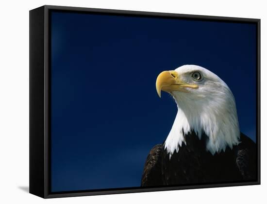 American Bald Eagle-Joseph Sohm-Framed Stretched Canvas