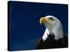 American Bald Eagle-Joseph Sohm-Stretched Canvas