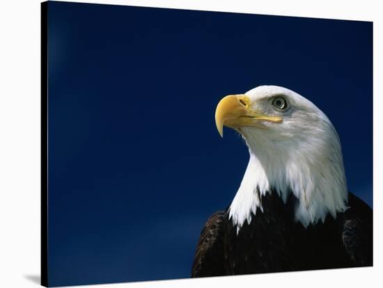 American Bald Eagle-Joseph Sohm-Stretched Canvas