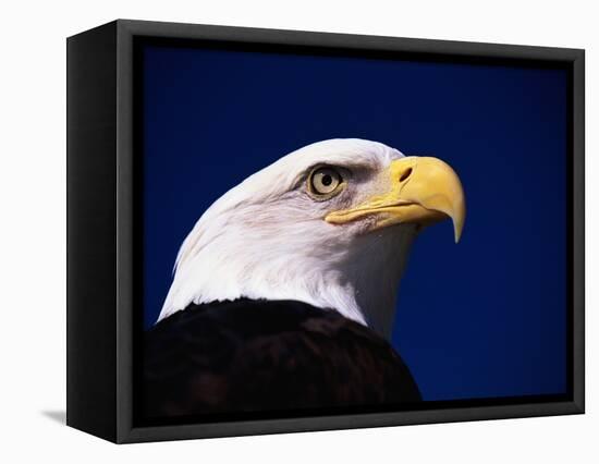 American Bald Eagle-Joseph Sohm-Framed Stretched Canvas