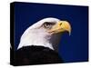 American Bald Eagle-Joseph Sohm-Stretched Canvas