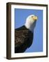 American Bald Eagle-Paul Souders-Framed Photographic Print