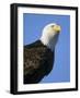 American Bald Eagle-Paul Souders-Framed Photographic Print