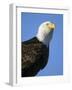 American Bald Eagle-Paul Souders-Framed Photographic Print