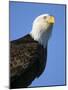 American Bald Eagle-Paul Souders-Mounted Photographic Print