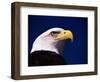 American Bald Eagle-Joseph Sohm-Framed Photographic Print
