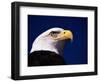 American Bald Eagle-Joseph Sohm-Framed Photographic Print