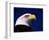 American Bald Eagle-Joseph Sohm-Framed Photographic Print