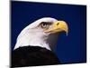 American Bald Eagle-Joseph Sohm-Mounted Photographic Print